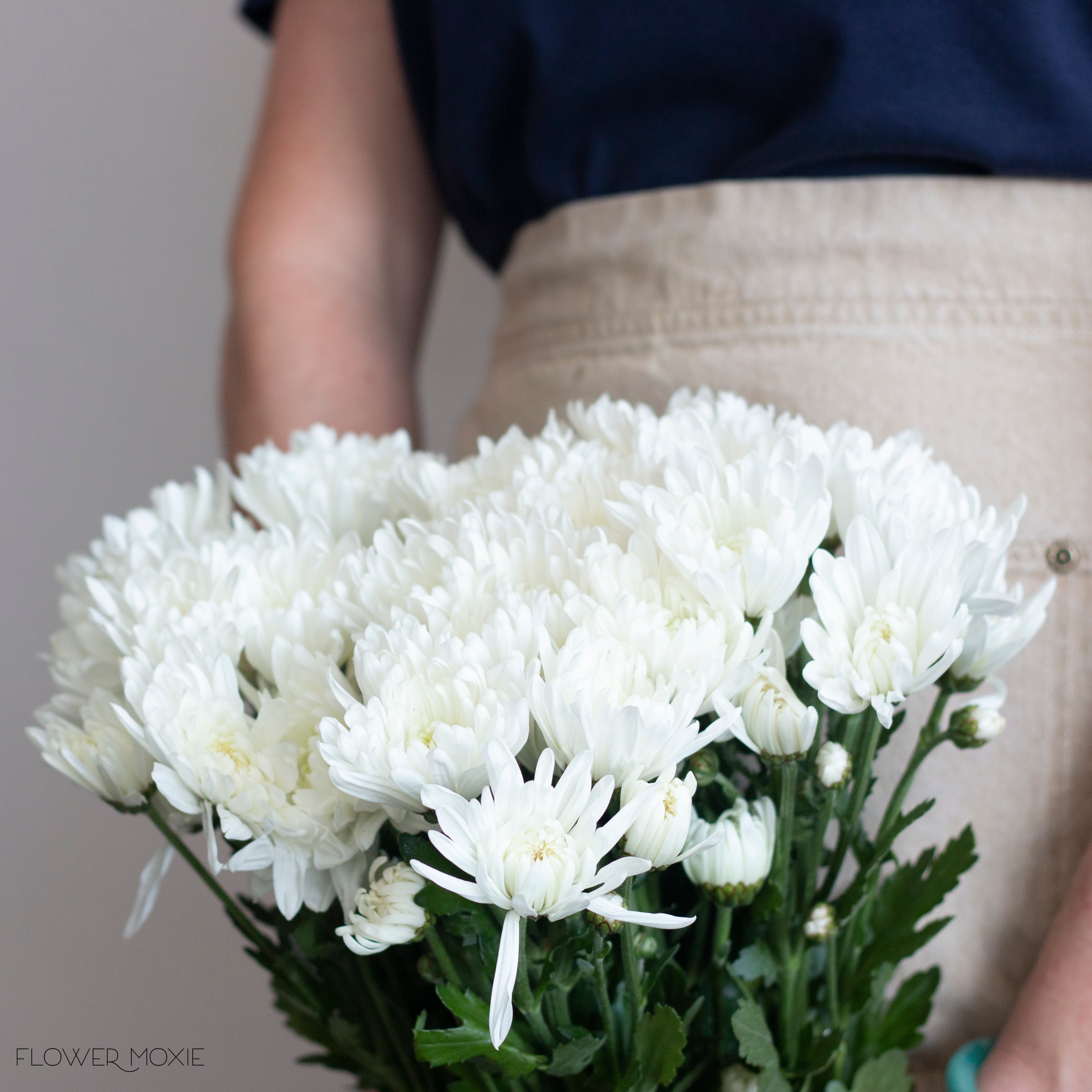 white cushion pom