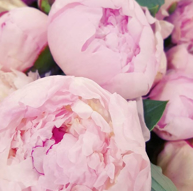 MAY-JUNE ONLY Light Pink Peony Flower